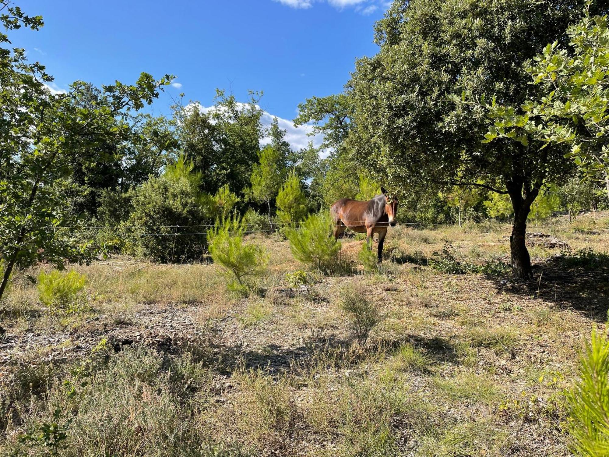 Saint-Paulet-de-Caisson Les Yourtes De Provence מראה חיצוני תמונה